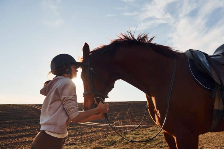 Quels critères considérer pour le choix d’un cheval pour le loisir ?