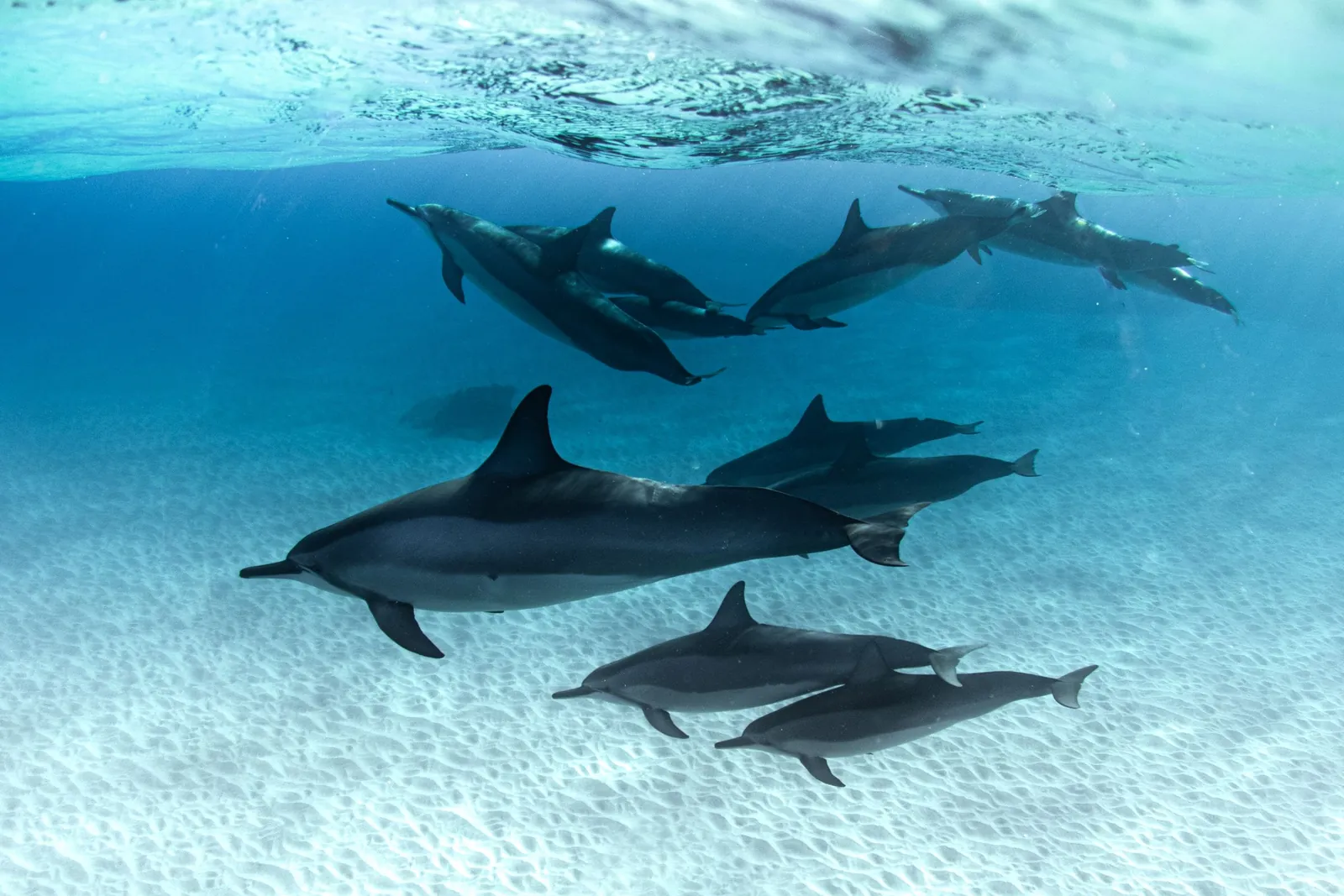 Nager avec les dauphins en respectant la loi et les animaux
