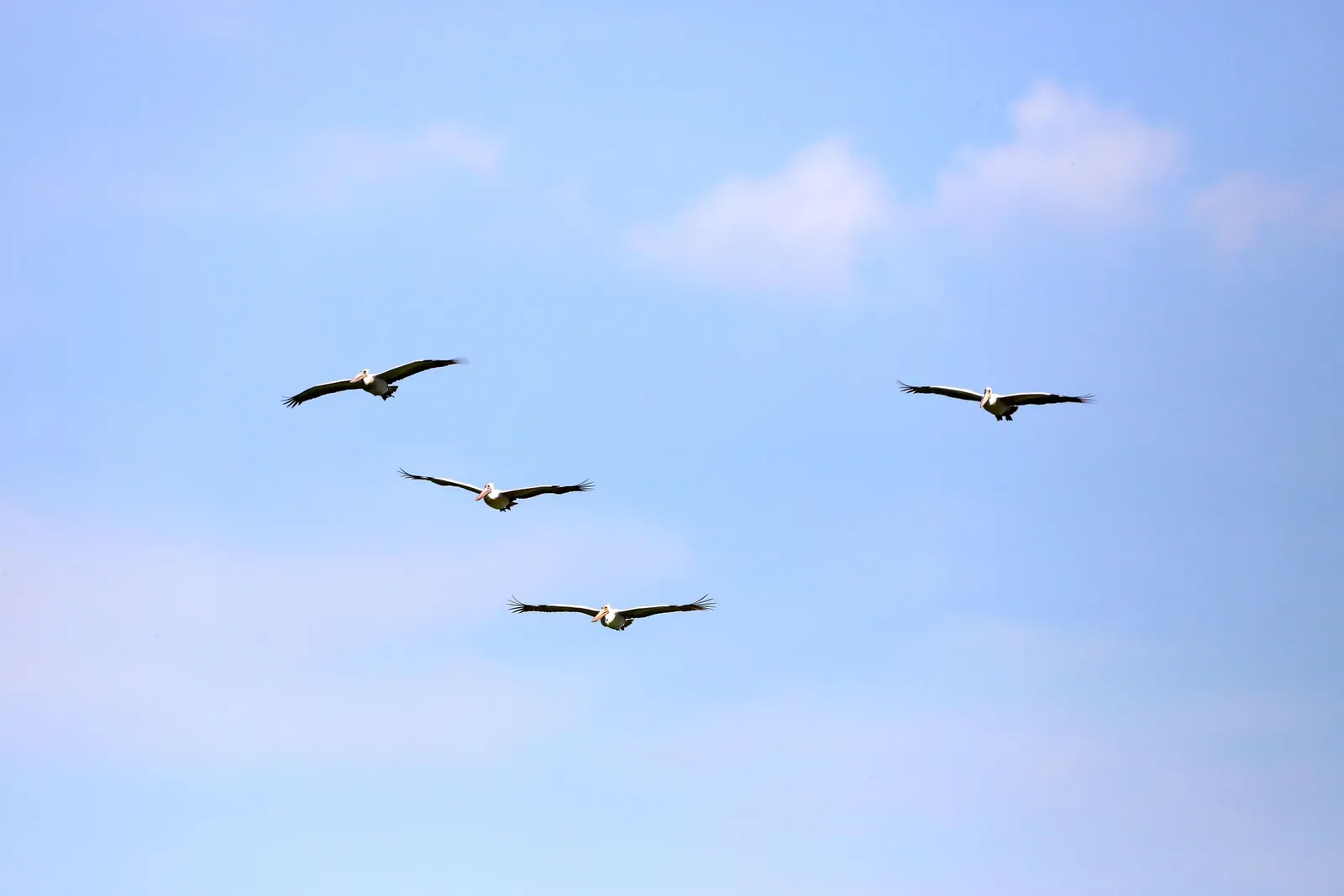 Quatre grands oiseaux planent ailes déployées dans un ciel bleu parsemé de nuages.